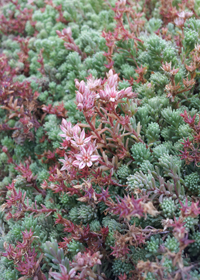 Sedum hispanicum var. minus 'Purple Form'